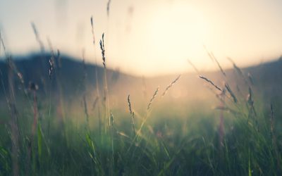 How DBT Emotion Regulation Skills Became A Staple In My Coping Skills Toolbox